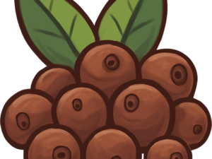 Pimenta jamaica
